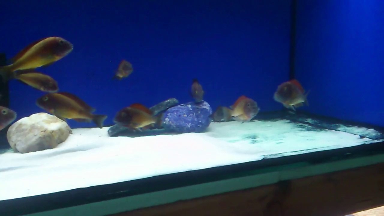 Moori İlangi Yellowlarım