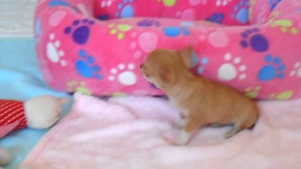 élevage de chihuahua LOF de la miniature au standard