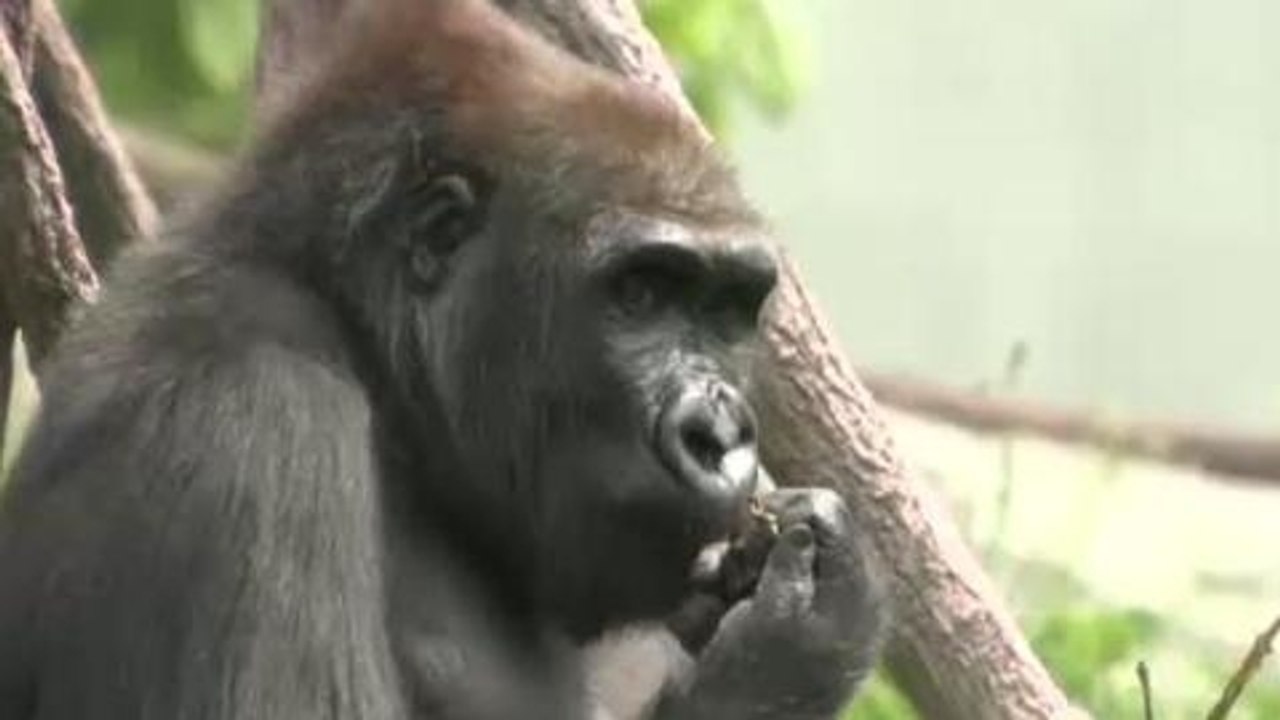 Chicago zoo creates gorilla blood database