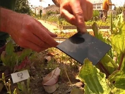 Allergiques aux pollens, risque maximal sur la majeure partie de la France - 17/06