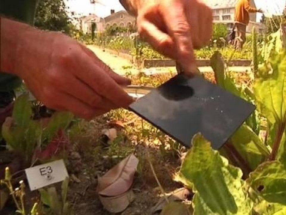 Allergiques aux pollens, risque maximal sur la majeure partie de la France - 17/06