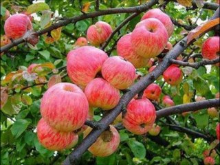 SURAT ADIYAT AYAT Al  KURSI