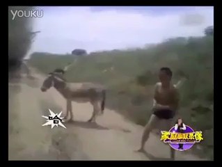 Very Funny Donkey Fight