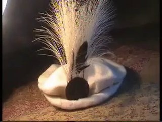 گلگت بلتستان کی روایتی ٹوپی پر مبنی نیوز رپورٹ۔۔