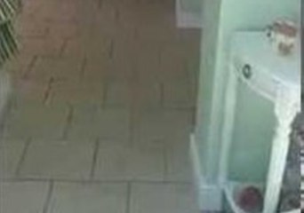 Man Scared of Cats Mocked by Internet