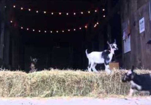 Goats Tackle Some High-Intensity Cardio in Maine