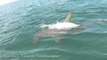 Monster Hammerhead Shark Devours Tarpon