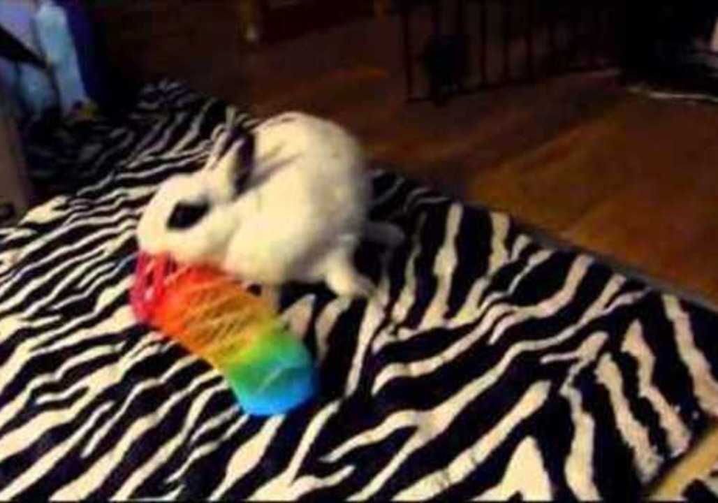 Bunny Slinky Fail
