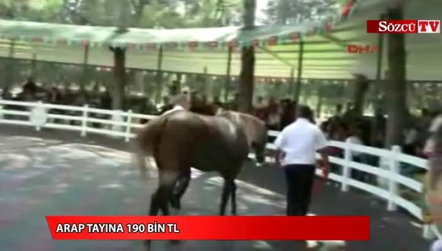 Arap tayları açık artırma ile satıldı