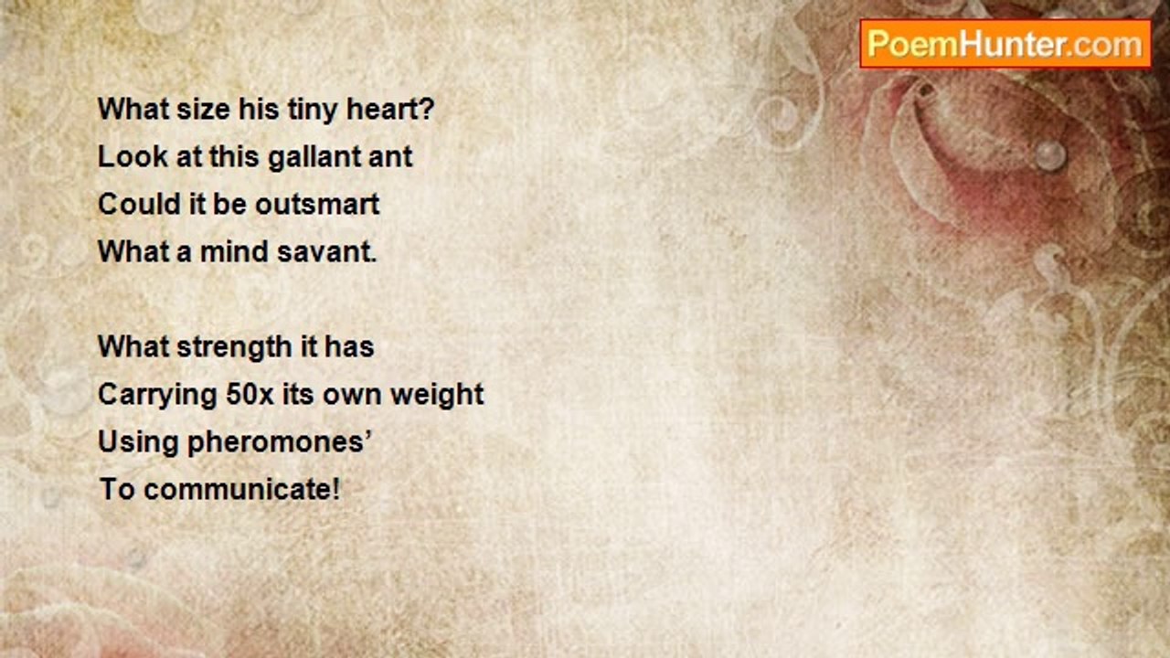 Mark Heathcote - What Size His Tiny Heart?
