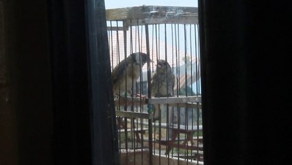 kendi saka yavrularım babası yemlerken