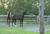 At - Atlar -Horse Fight Big - Horses   (27)