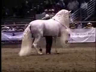 At - Atlar -Horse Fight Big - Horses   (26)