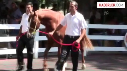 Arap yarış tayları satışa çıktı -