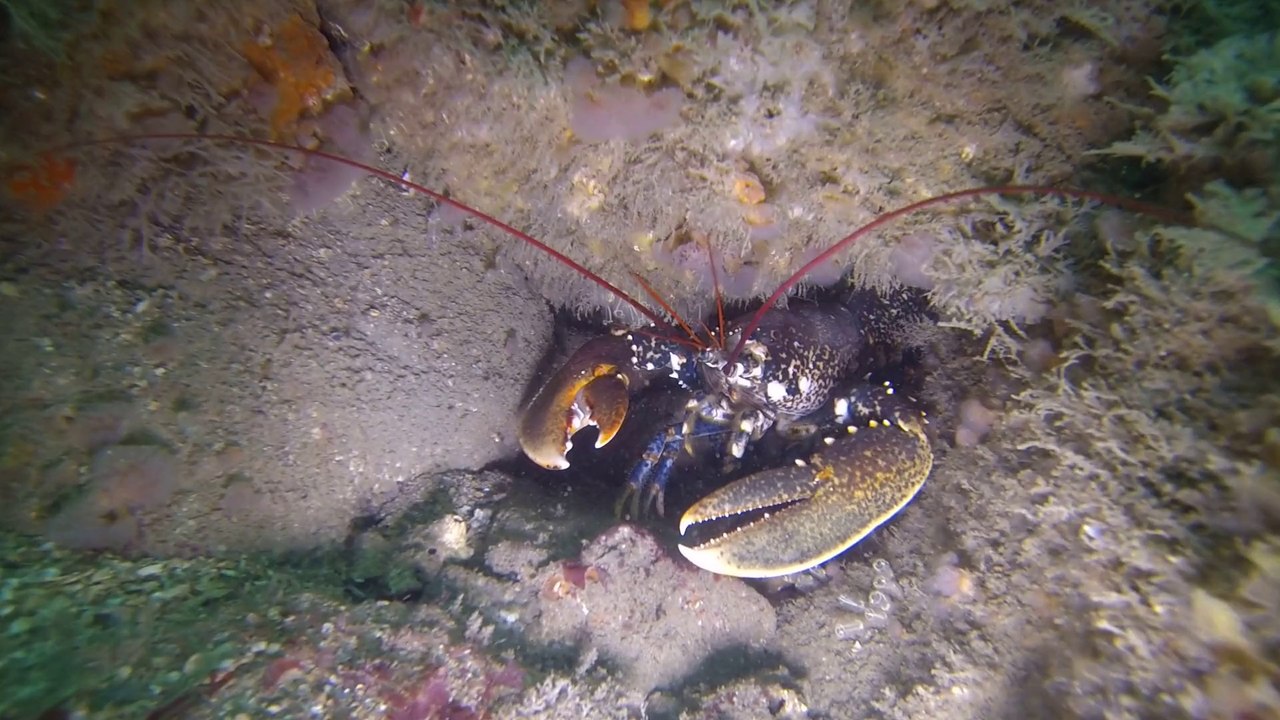 Homard