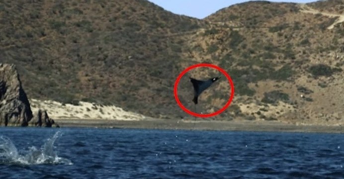 Pareciam Pássaros, Mas Após Ampliado Não Pude Acreditar No Que Meus Olhos Viam