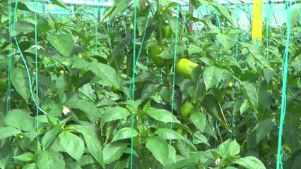 2013 Dolma  Biber  Serası - Kumluca Hacıveliler - Abdurrahman Eker