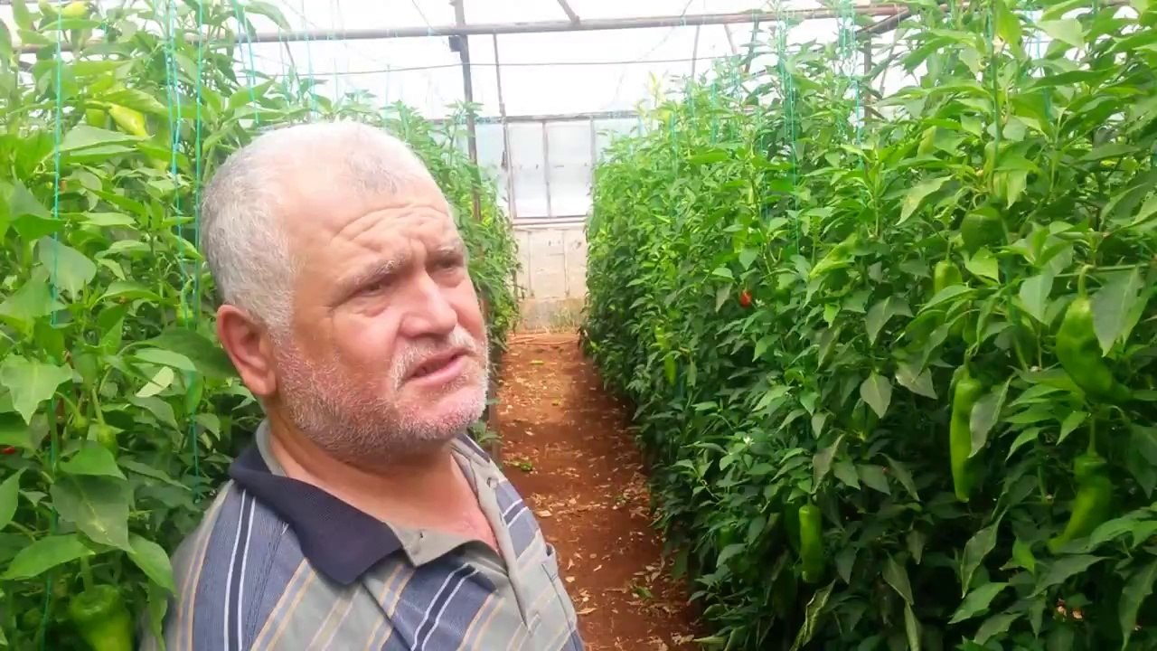 ANTALYA DEMRE UC BURUN BIBER SERASI