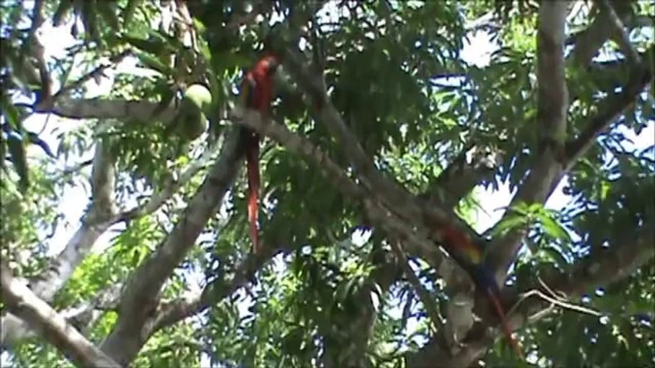birds