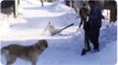 Skier Nearly Misses Dog | Skier Takes One for the Pup