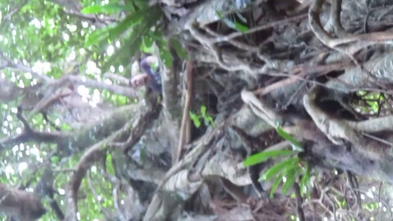 L'arbre (mettre la tête à 90°)