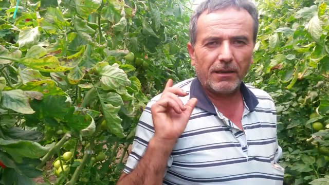 Kokteyl Domates Serası - Antalya Demre - Domates Gübresi - Sera Gübresi