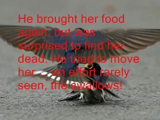 A True Love Story that Shocked the World