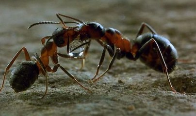 Karıncaların Gizli Dünyası | Microcosmos