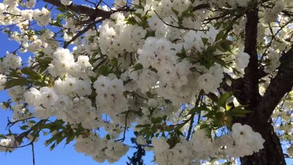 Mobile Capture Apr 12, 2014