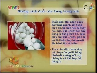Tổng hợp các mẹo hay đuổi côn trùng trong nhà