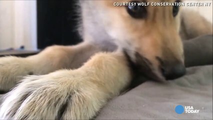 Wolf pup makes the cutest hiccups sound