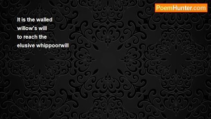 Saiom Shriver - Willow Will