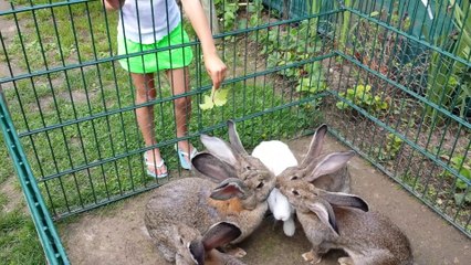 paradi des lapin geant des flandres