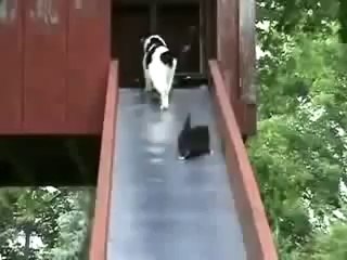 gata, gatitos y tobogan