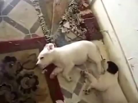 Rüyasında Koşan Köpek