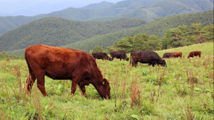 南部牛追唄・・ ヴォーチェ・アンジェリカ