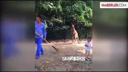 Kangurular Tekme Tokat Kavga Etti