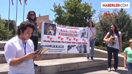 Hayvanseverler: Evlatlarımıza Yapılan Şiddet Canımızı Yakıyor