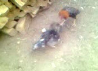 Amazing Fight of cooks of punjabi