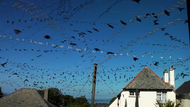 Une heure d'oiseaux à la fois (Timelapse)
