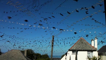Une heure d'oiseaux à la fois (Timelapse)