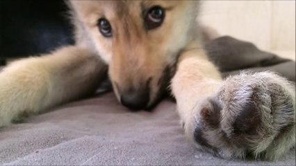 Descargar video: Bébé loup qui a le Hoquet! Hilarant et trop mignon...