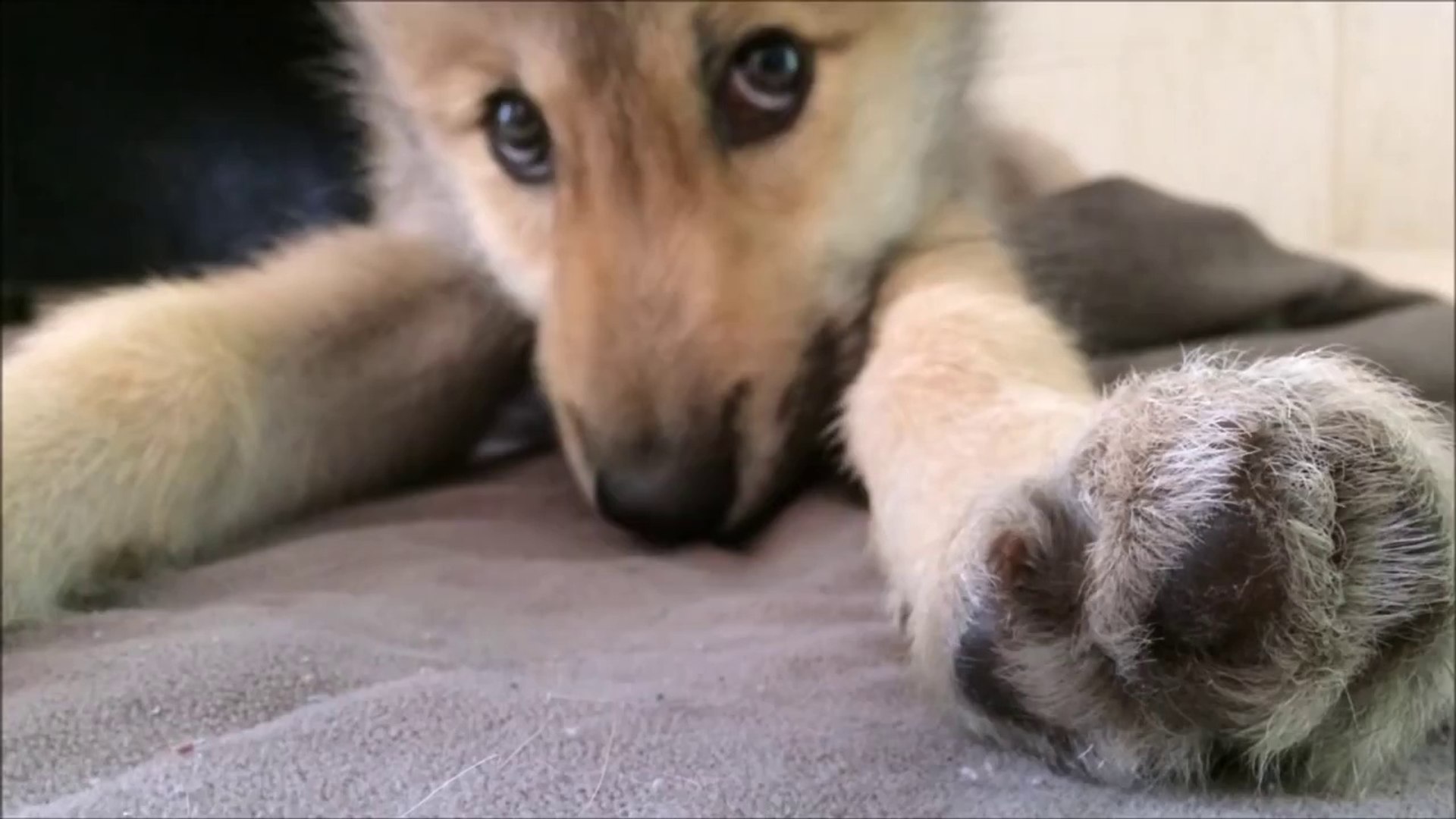 Adorable Wolf Pup Has A Bad Case Of The Hiccups Video Dailymotion