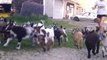 Flood Of Baby Goats Is Adorable