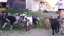 Flood Of Baby Goats Is Adorable