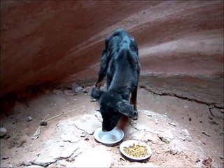 Download Video: Un homme sauve un bébé chien coincé dans un canyon!