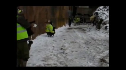 Have A Rat Problem? I Have Some Dogs