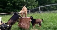 Goat Babies Play King of the Stump