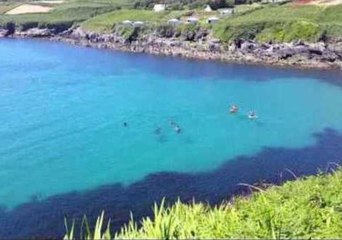 Download Video: Friendly Basking Shark Spotted Off the Coast of Ireland