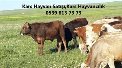 kars dana kesim fiyatları,kars düve fiyatları,kars düve ilanları,kars erkek dana fiyatları,kars erkek dana satanlar,kars erkek dana satışı,kars gebe düve satışı,kars hayvancılık besicilik,kars inek fiyatları,kars inek fiyatları 2012,